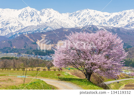 Spring in Hakuba Village, Nagano Prefecture: Cherry blossom viewing spot Nodaira's single cherry tree and the Hakuba Sanzan mountains Spring in Hakuba Village, Nagano Prefecture: Cherry blossom viewing spot Nodaira's single cherry tree and the Hakuba Sanzan mountains 134119332