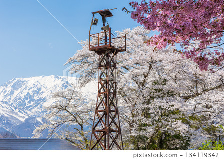 Spring cherry blossoms in Nodaira district, Hakuba village, Nagano prefecture 134119342
