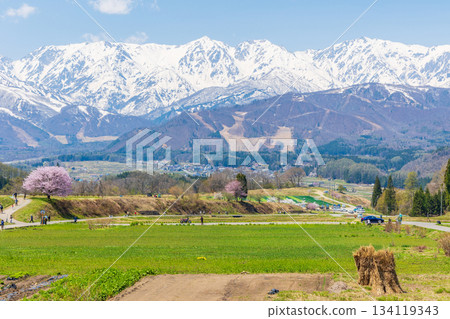 Spring in Hakuba Village, Nagano Prefecture: Cherry blossom viewing spot Nodaira's single cherry tree and the Hakuba Sanzan mountains 134119343