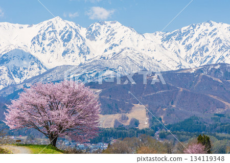 長野縣白馬村的春天：賞櫻勝地野平的獨棵櫻花樹和白馬三山 134119348