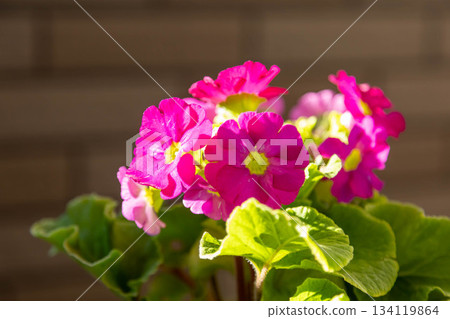 Primrose potted plant 134119864