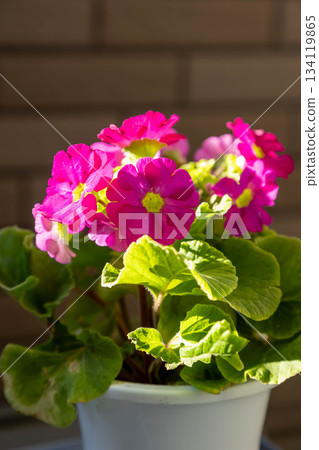Primrose potted plant 134119865