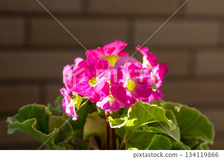 Primrose potted plant 134119866