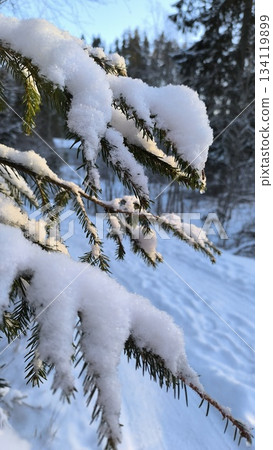 Close up of a snow covered spruce branch with sunlight and forest on background Close up of a snow covered spruce branch with sunlight and forest on background 134119899
