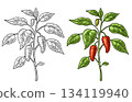 Branch of jalapeno plant with leaf and pepper. Vintage engraving 134119940
