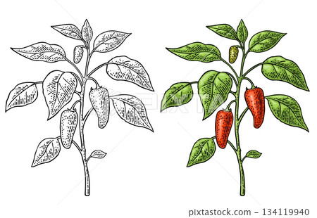 Branch of jalapeno plant with leaf and pepper. Vintage engraving 134119940
