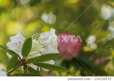 Rhododendron flowers at Fukujoji Temple 134120572