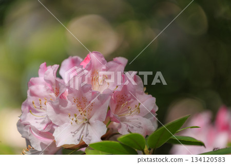 Rhododendron flowers at Fukujoji Temple 134120583