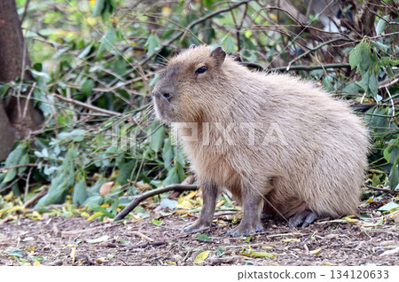 Capybara Capybara 134120633