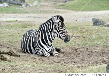 景觀與斑馬 134120741