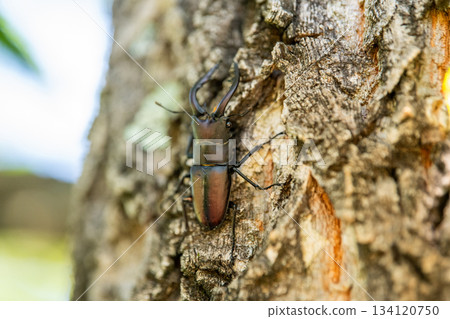 Stag beetle perching on a tree Stag beetle perching on a tree 134120750