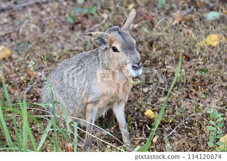 可愛的瑪拉 可愛的瑪拉 134120874