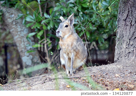 可愛的瑪拉 134120877