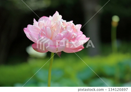 可愛的蓮花 可愛的蓮花 134120897