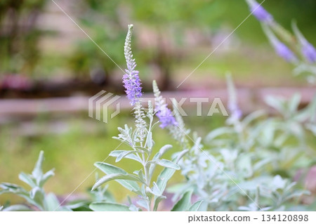 Refreshing toteiran flowers Refreshing toteiran flowers 134120898