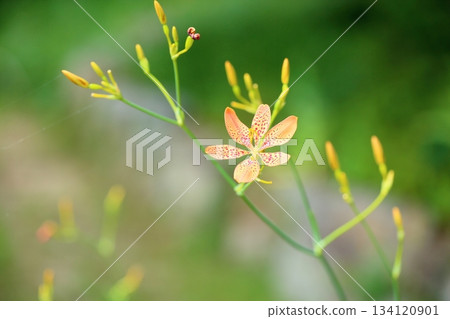 日扇花 日扇花 134120901