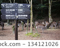 A signpost at the deer plaza in Miyajima, a tourist attraction in Hiroshima Prefecture 134121026