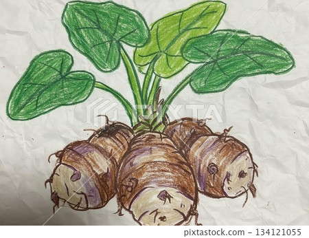 芋頭的例證 134121055