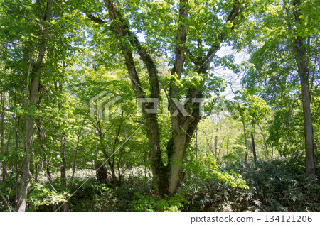 鬱鬱蔥蔥的森林景觀 鬱鬱蔥蔥的森林景觀 134121206