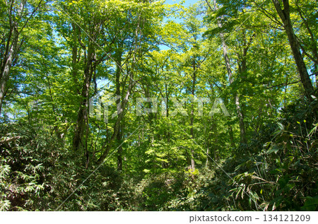 Towering beech trees in a beech forest Towering beech trees in a beech forest 134121209