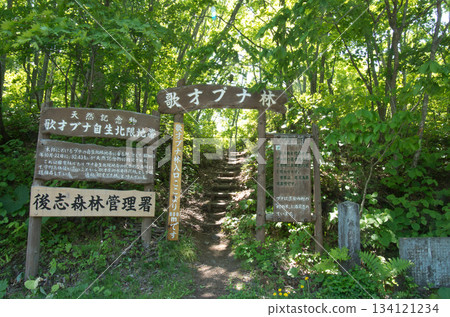 進入宇多齋山毛櫸林(自然紀念地) 進入宇多齋山毛櫸林(自然紀念地) 134121234