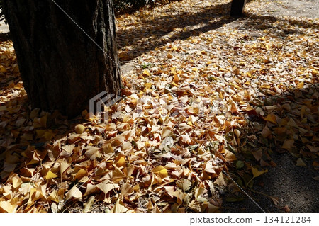 十二月初的景象，落葉點綴著銀杏樹的樹幹，給人一種即將進入冬季的感覺。 134121284