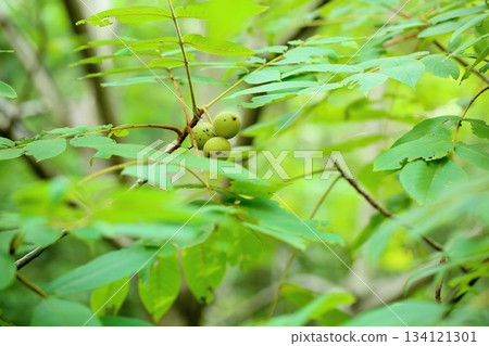 Cute walnut fruit Cute walnut fruit 134121301