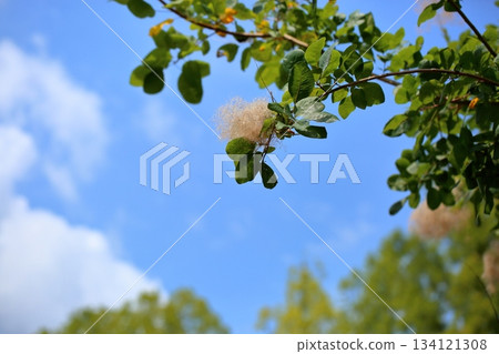可愛的煙火花 可愛的煙火花 134121308