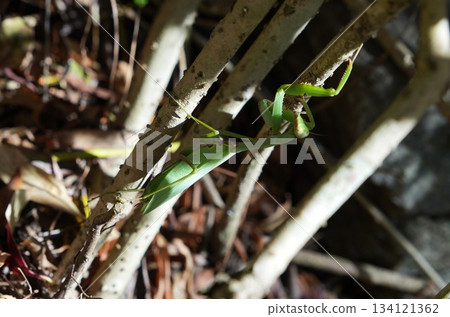 Praying mantis in an autumn field 134121362