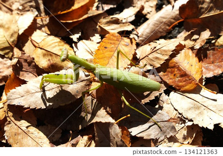 A praying mantis found in the autumn forest A praying mantis found in the autumn forest 134121363