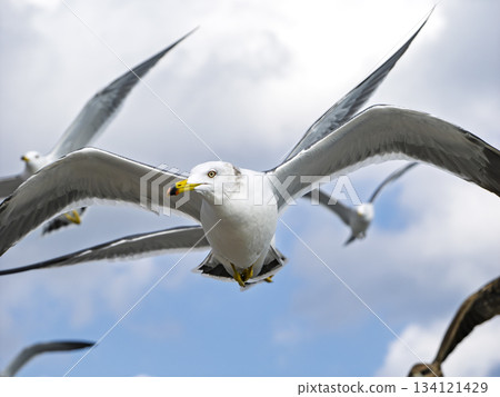 Wings filling the sky, a flock of black-tailed gulls dancing Wings filling the sky, a flock of black-tailed gulls dancing 134121429