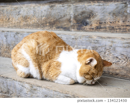 The comfort of a brown and white cat napping in the warmth of wood The comfort of a brown and white cat napping in the warmth of wood 134121430