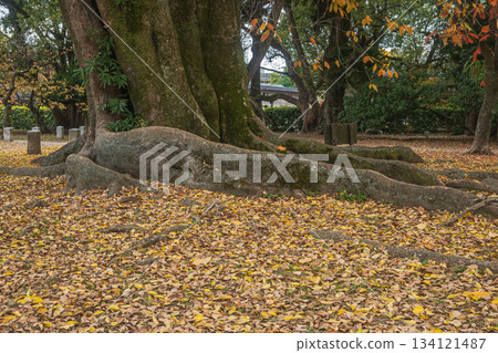 Late autumn forest scenery at Kyoto Gyoen National Garden, Kyoto City 134121487
