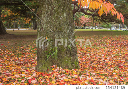 Late autumn forest scenery at Kyoto Gyoen National Garden, Kyoto City Late autumn forest scenery at Kyoto Gyoen National Garden, Kyoto City 134121489