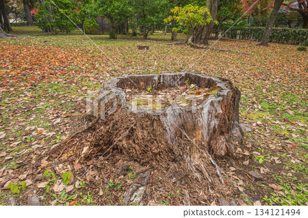 Late autumn forest scenery of Kyoto Gyoen National Garden, large tree stump, Kyoto City Late autumn forest scenery of Kyoto Gyoen National Garden, large tree stump, Kyoto City 134121494
