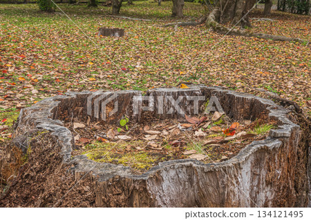 Late autumn forest scenery of Kyoto Gyoen National Garden, large tree stump, Kyoto City Late autumn forest scenery of Kyoto Gyoen National Garden, large tree stump, Kyoto City 134121495