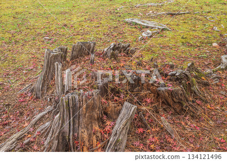 京都御苑深秋林景:一截腐朽的樹樁。京都市 京都御苑深秋林景:一截腐朽的樹樁。京都市 134121496