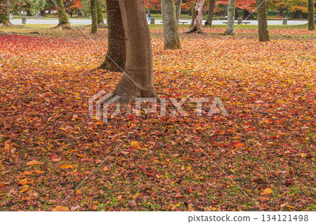 Late autumn forest scenery at Kyoto Gyoen National Garden, Kyoto City Late autumn forest scenery at Kyoto Gyoen National Garden, Kyoto City 134121498