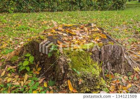 Fallen leaves scattered on a tree stump, Kyoto Gyoen, Kyoto City 134121509