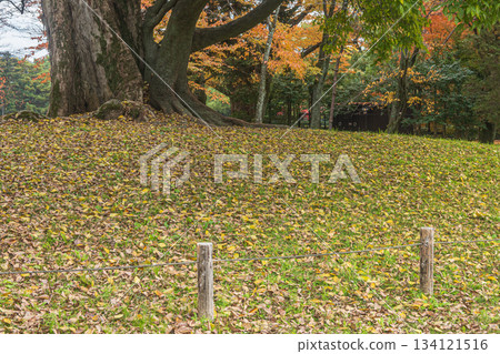 京都御苑深秋時節，落葉紛飛的景色，京都市 134121516