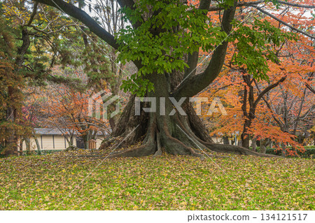 Kyoto Gyoen in late autumn, a landscape of fallen leaves, Kyoto City 134121517