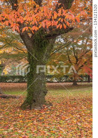 Late autumn forest scenery at Kyoto Gyoen National Garden, Kyoto City Late autumn forest scenery at Kyoto Gyoen National Garden, Kyoto City 134121520