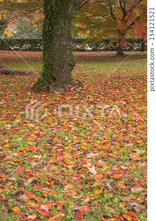 Late autumn forest scenery at Kyoto Gyoen National Garden, Kyoto City Late autumn forest scenery at Kyoto Gyoen National Garden, Kyoto City 134121521