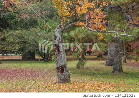 Late autumn forest scenery in Kyoto Gyoen National Garden: A tree with a hole in its trunk. Kyoto City Late autumn forest scenery in Kyoto Gyoen National Garden: A tree with a hole in its trunk. Kyoto City 134121522