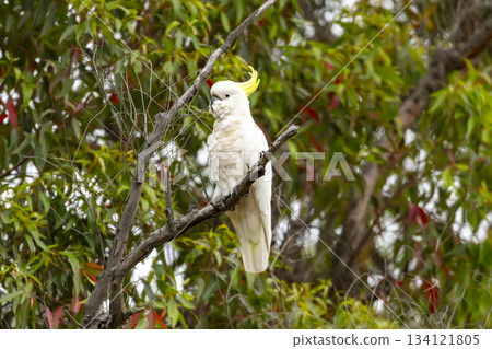 A Sulphur Crested Cockatoo sitting on a branch in a tree 134121805