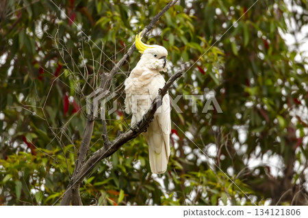 A Sulphur Crested Cockatoo sitting on a branch in a tree A Sulphur Crested Cockatoo sitting on a branch in a tree 134121806