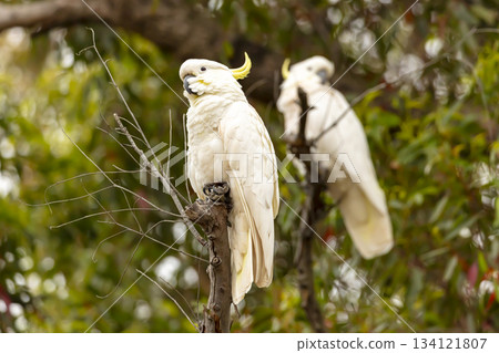 A Sulphur Crested Cockatoo sitting on a branch in a tree A Sulphur Crested Cockatoo sitting on a branch in a tree 134121807