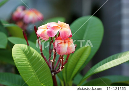 Cute plumeria flower Cute plumeria flower 134121863