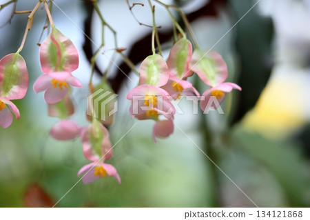 Refreshing begonia flower Refreshing begonia flower 134121868