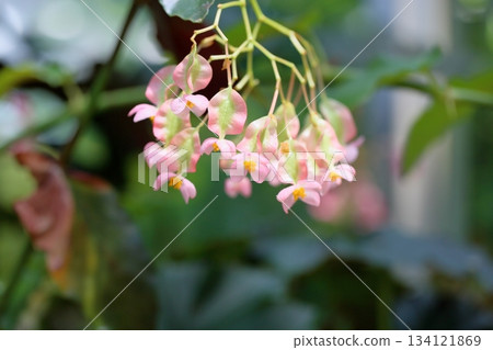 Refreshing begonia flower Refreshing begonia flower 134121869
